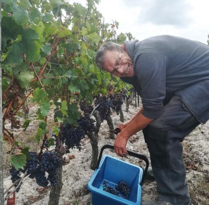 Vendanges au Château de Villambis