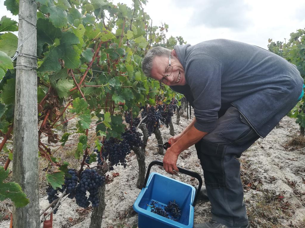 Vendanges au Château de Villambis