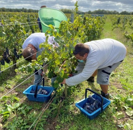 Vendanges 2020 au Château de Villambis 🍇 🍷