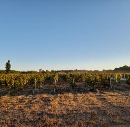 Château de Villambis : J-3 avant les vendanges !