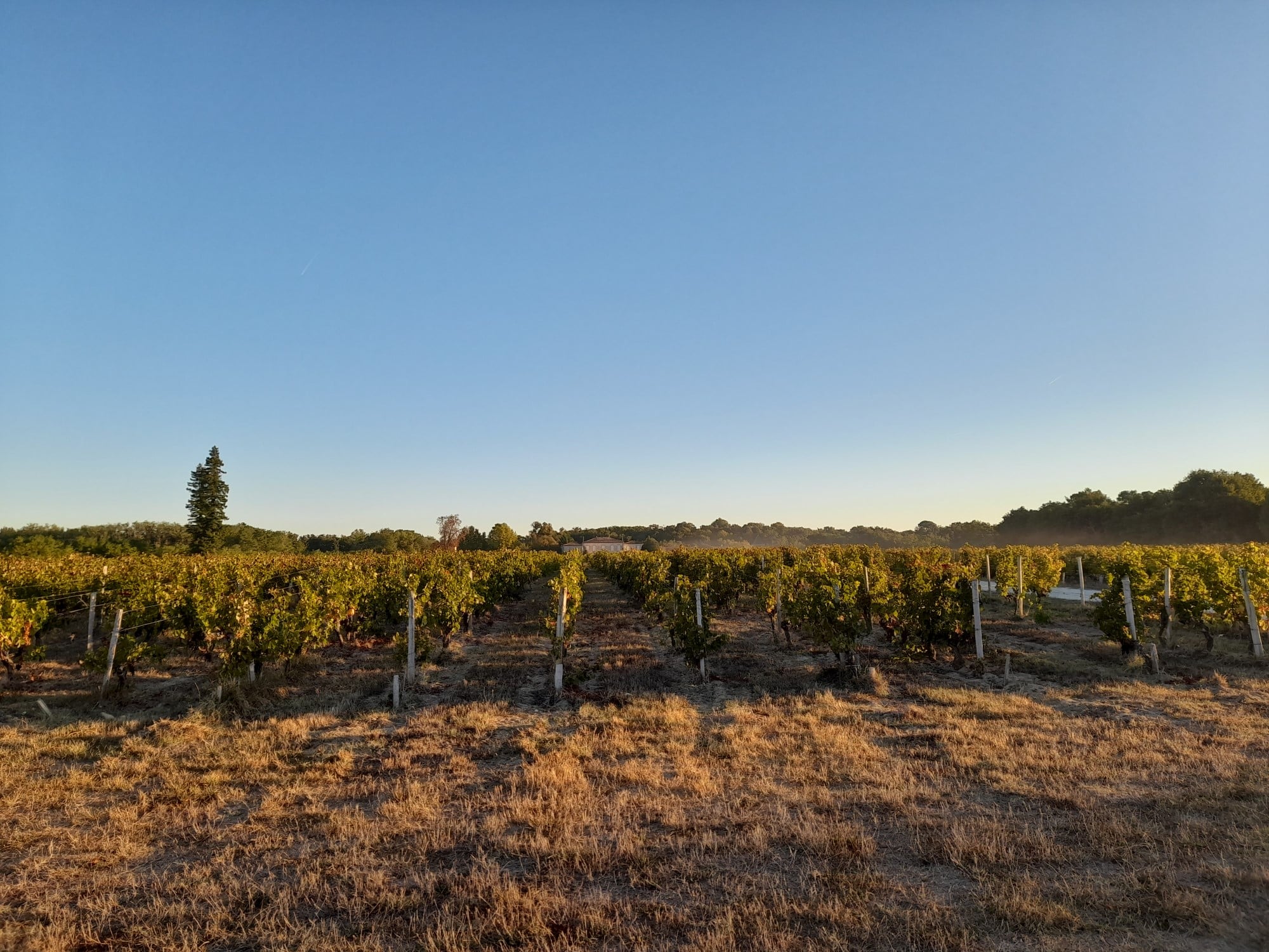 Château de Villambis : J-3 avant les vendanges !