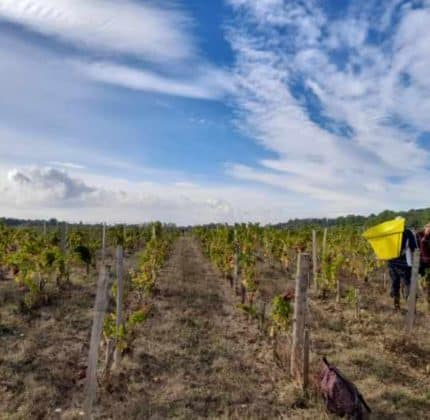 CHÂTEAU DE VILLAMBIS – Jour J – Top départ pour les vendanges dans le Haut-Médoc !