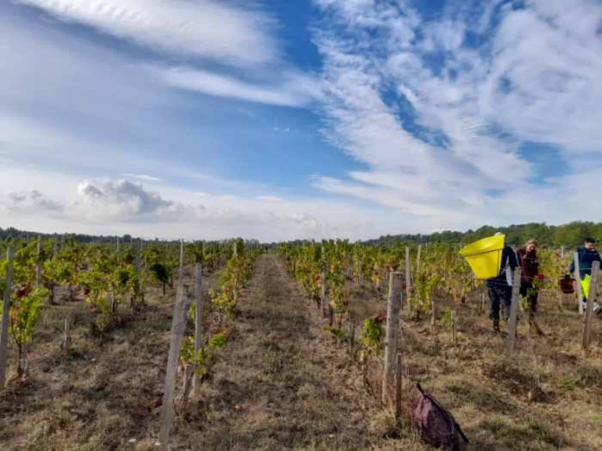 CHÂTEAU DE VILLAMBIS – Jour J – Top départ pour les vendanges dans le Haut-Médoc !