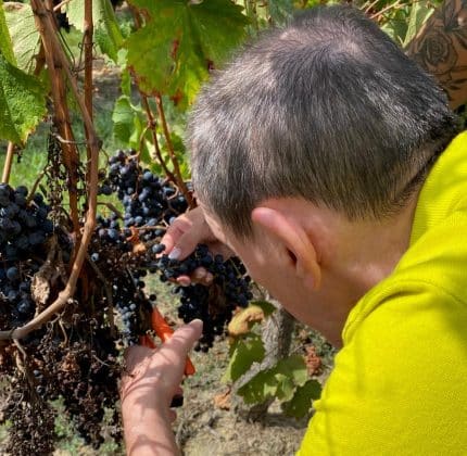 [VENDANGES] La MAS de Saint-Denis de Pile entre dans les rangs !