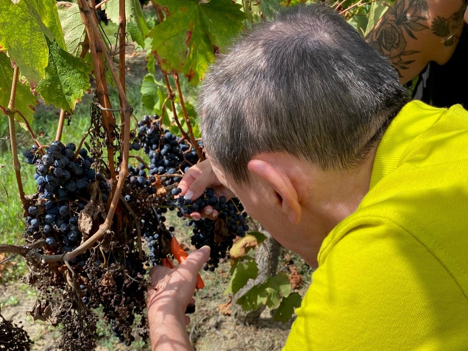 [VENDANGES] La MAS de Saint-Denis de Pile entre dans les rangs !