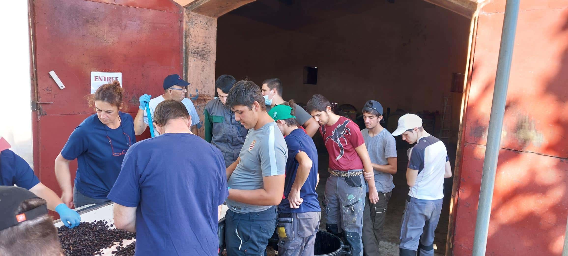 [VENDANGES 2023] Les jeunes de l’IMPro se joignent aux vendanges de Villambis !