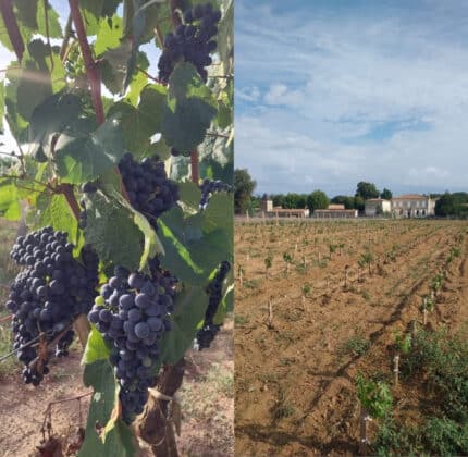 Dernière ligne droite avant les vendanges 2026 au Château de Villambis