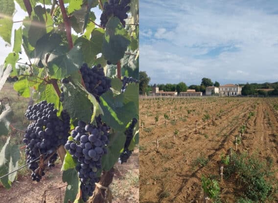 Au Château de Villambis, les vendanges 2026 se préparent positivement