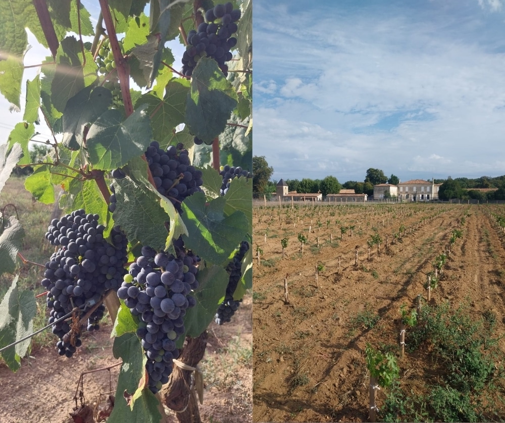 Au Château de Villambis, les vendanges 2026 se préparent positivement